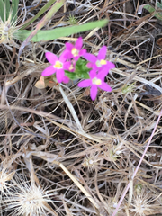 Zeltnera muehlenbergii