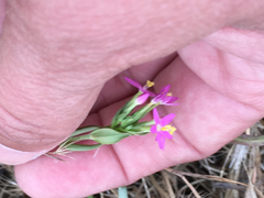 Zeltnera muehlenbergii