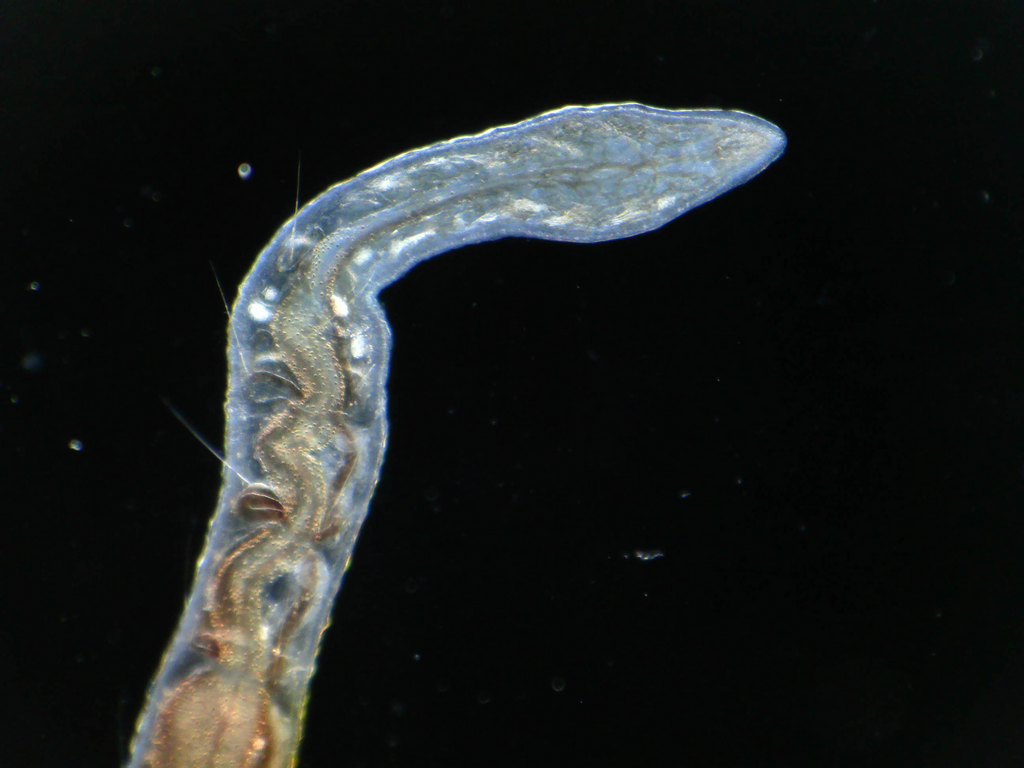 Dero digitata from Westside Connection, Grand Rapids, MI, USA on June 2 ...