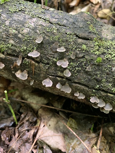 Resupinatus alboniger