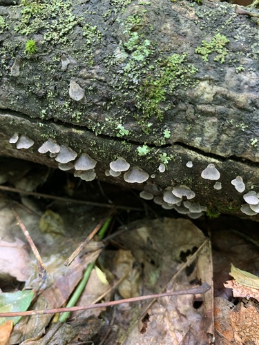Resupinatus alboniger (Photo 2 of 3)