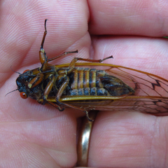 Magicicada septendecim