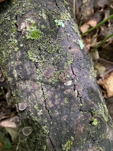 Resupinatus alboniger (Photo 3 of 3)