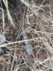 Chamaeleo chamaeleon