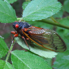 Magicicada septendecim