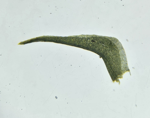 Image of Diobelonella palustris by (c) Helen Waterman, some rights reserved (CC BY)