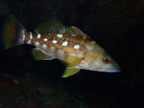 Galapagos-zandbaars (Paralabrax albomaculatus) — Serranidae