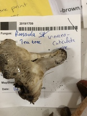 Russula vinaceocuticulata