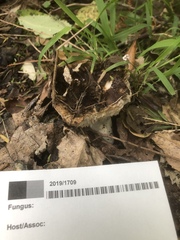 Russula vinaceocuticulata