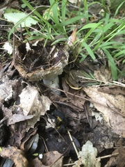 Russula vinaceocuticulata