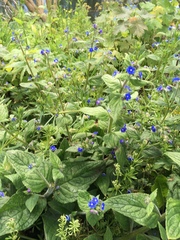 Pentaglottis sempervirens
