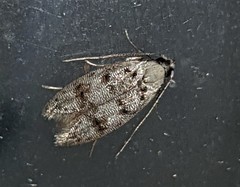 Scatochresis innumera
