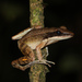 Nicobarese Frog - Photo (c) Leonid A. Neymark, some rights reserved (CC BY-NC), uploaded by Leonid A. Neymark