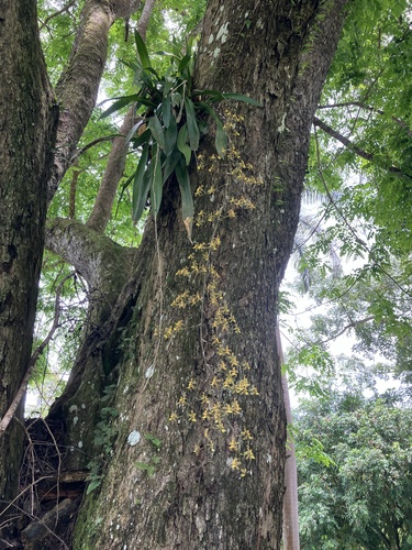 Foto de Pingo d'ouro