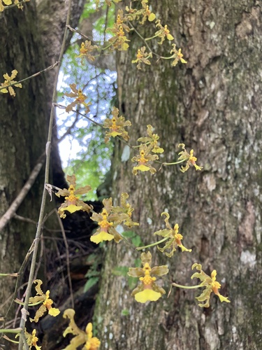 Foto de Pingo d'ouro