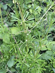 Galium aparine