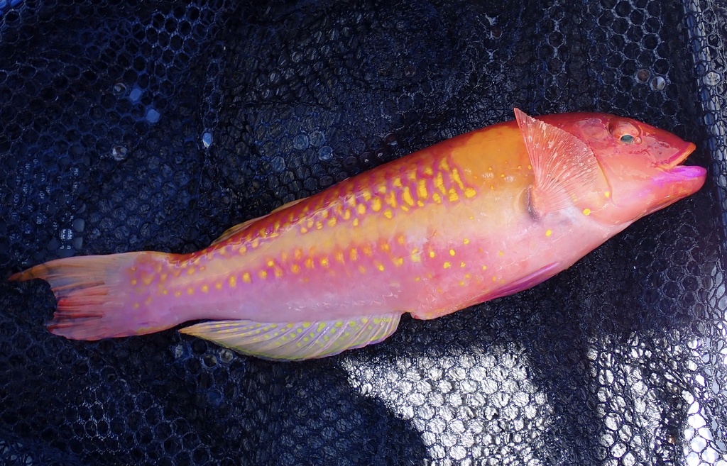 Red Hogfish (Decodon puellaris) — Labridae