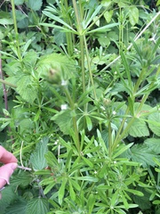 Galium aparine