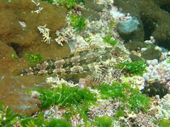 Belted Blenny photo 3