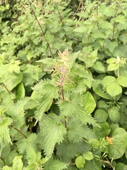 Urtica dioica