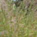 Calamagrostis varia - Photo (c) Fabien Piednoir, algunos derechos reservados (CC BY-SA), subido por Fabien Piednoir