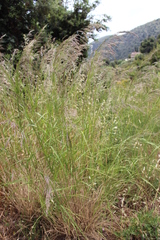Calamagrostis varia
