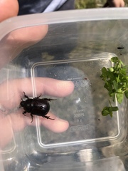 Pentodon bidens punctatus