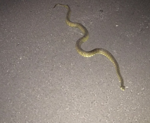 Diamond Python sighting