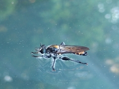 Laphria ithypyga