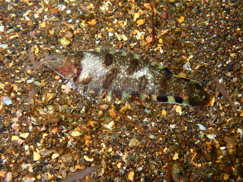 Halfspotted tonguefish (Symphurus atramentatus) — Cynoglossidae — 5