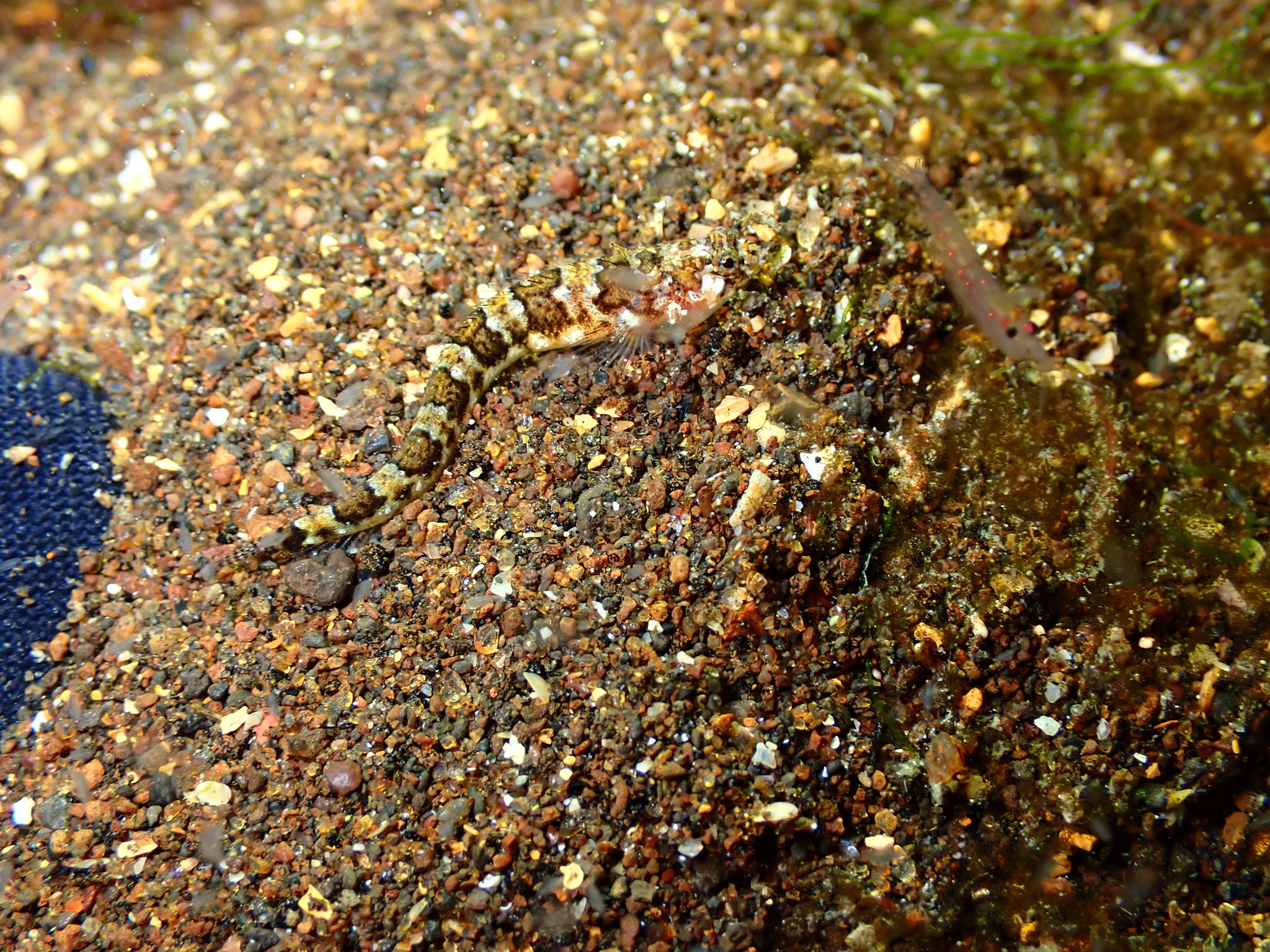 Halfbanded Stargazer photo 5