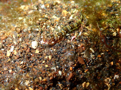 Halfbanded stargazer (Gillellus semicinctus) — Dactyloscopidae — 2