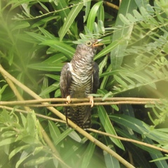 Cuculus