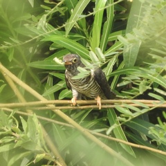 Cuculus