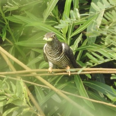 Cuculus