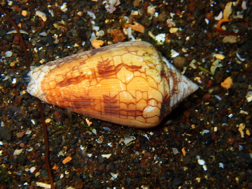 Conasprella lucida observed 2024-05-07