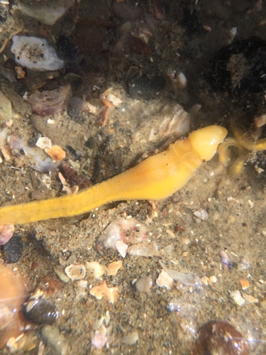 Balanoglossus
