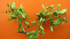 Banisteriopsis nummifera