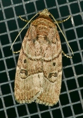 Elaphria fuscimacula