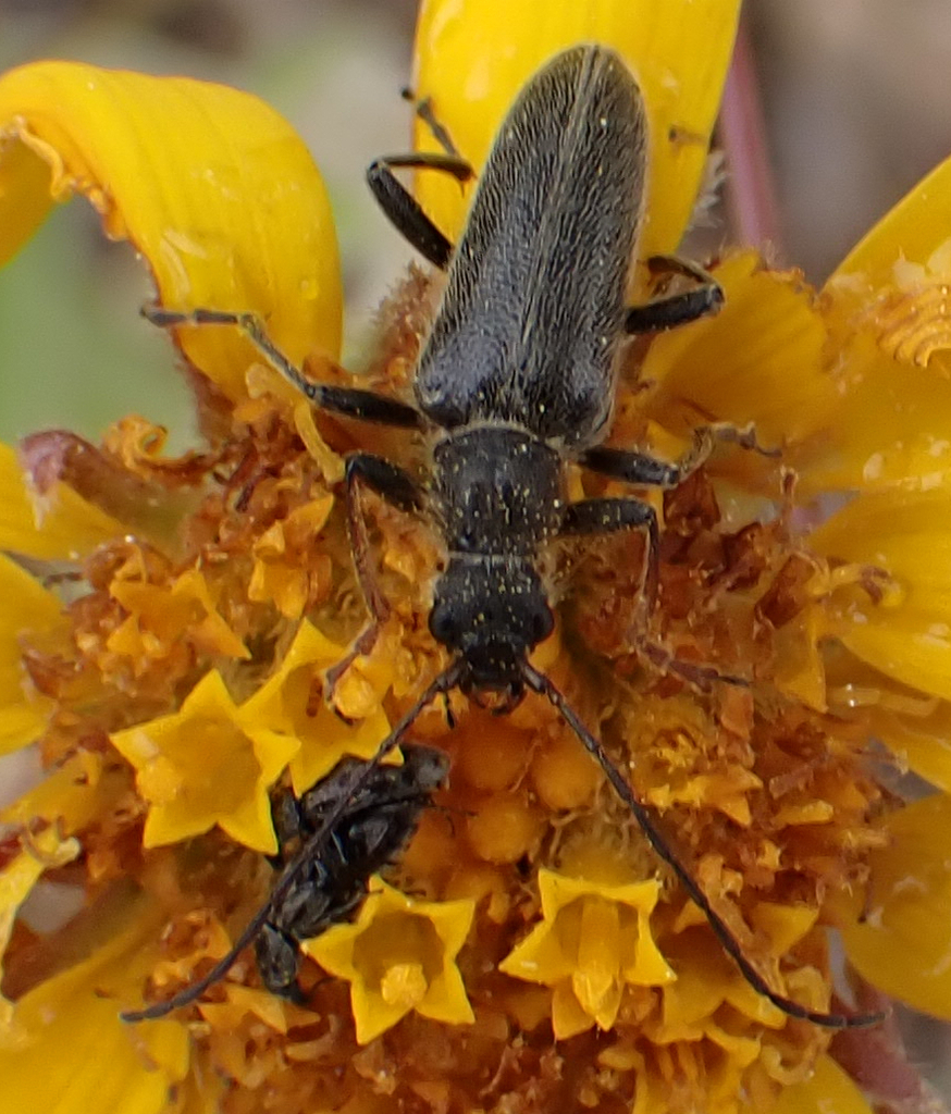 Cortodera subpilosa