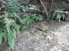 Phylloscopus tenellipes