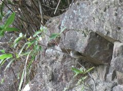 Phylloscopus tenellipes