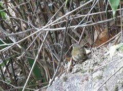 Phylloscopus tenellipes