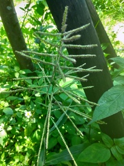 Paspalum paniculatum