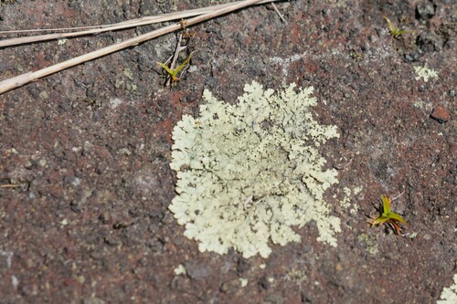 Xanthoparmelia conspersa observed 2024-06-01