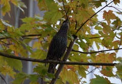 Sturnus vulgaris
