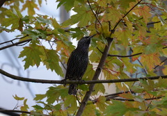 Sturnus vulgaris