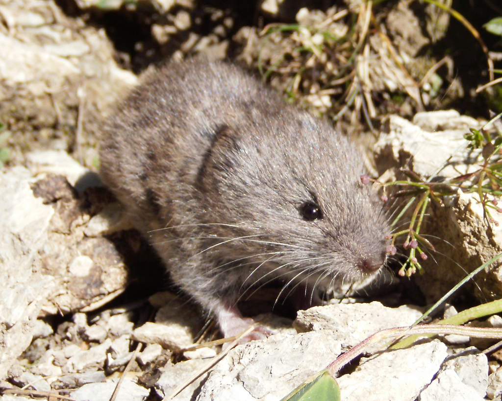 European Snow Vole