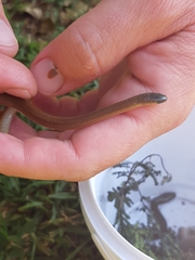 Aparallactus capensis