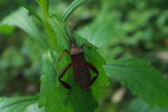 Pseudomictis obtusispinus
